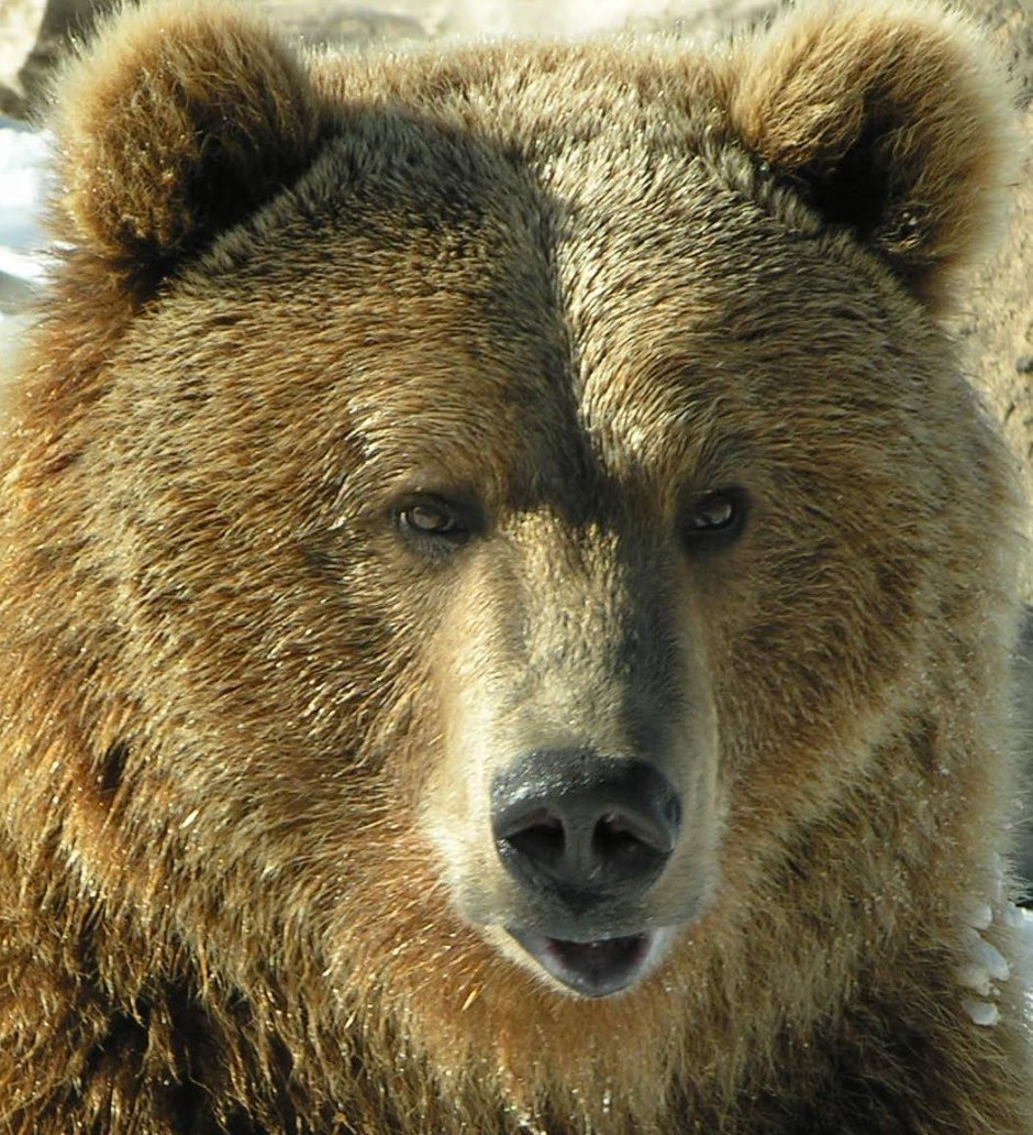 Медведь Джуно