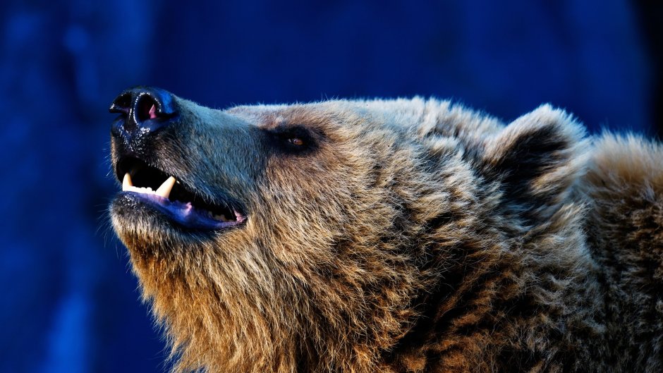 Медведь Brown