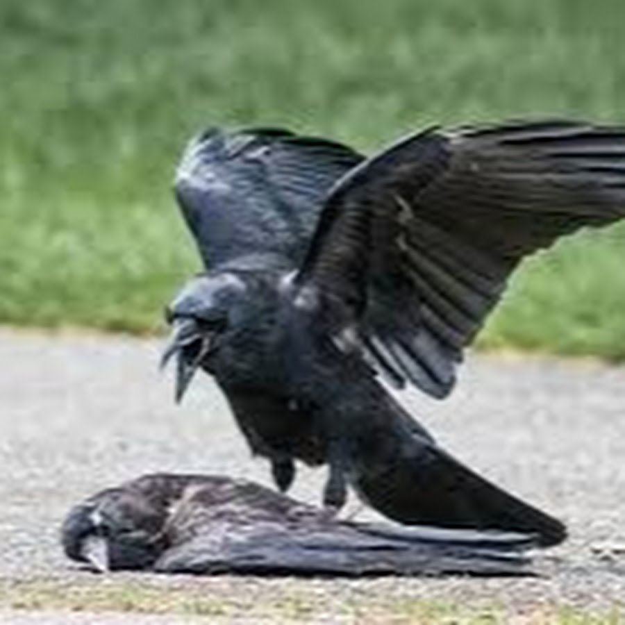 Corvus Corax птица