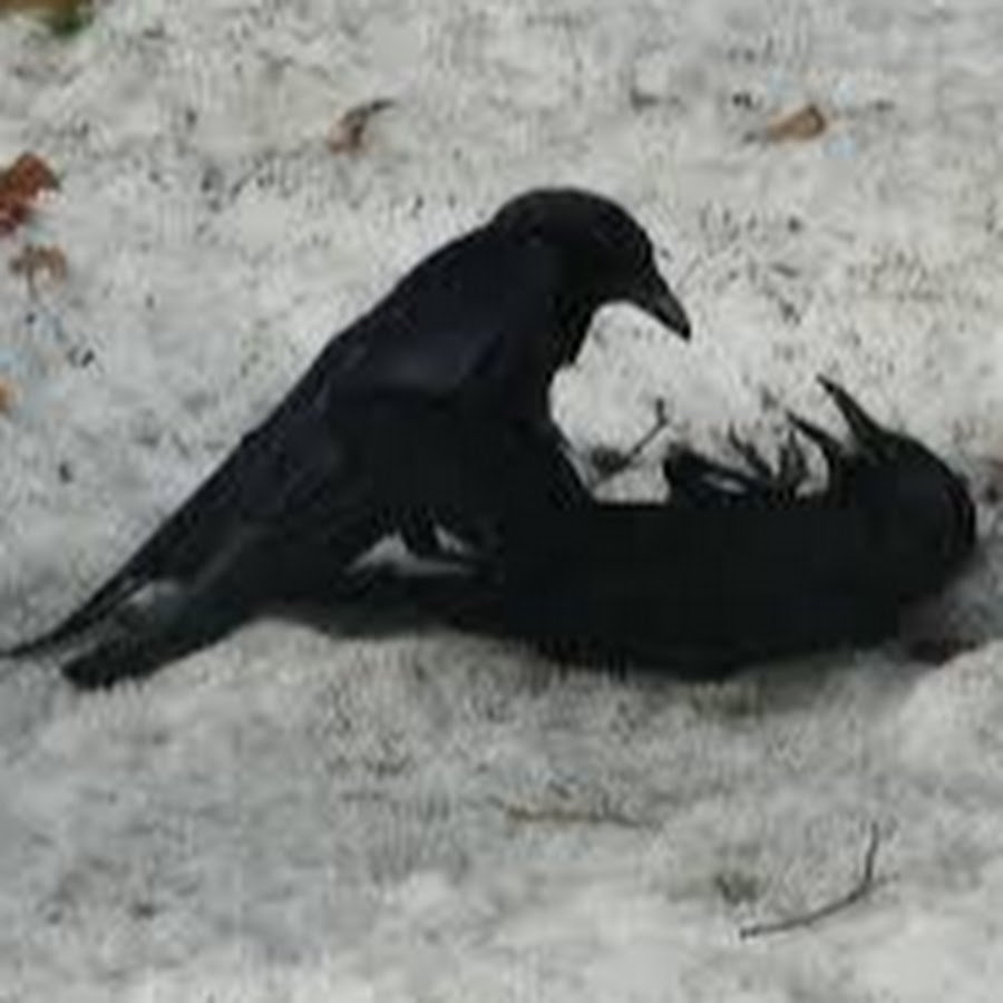 Галка и Грач