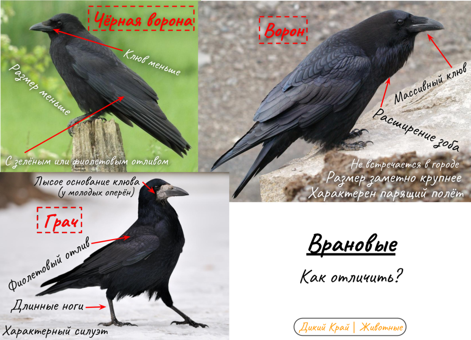 Самка ворона