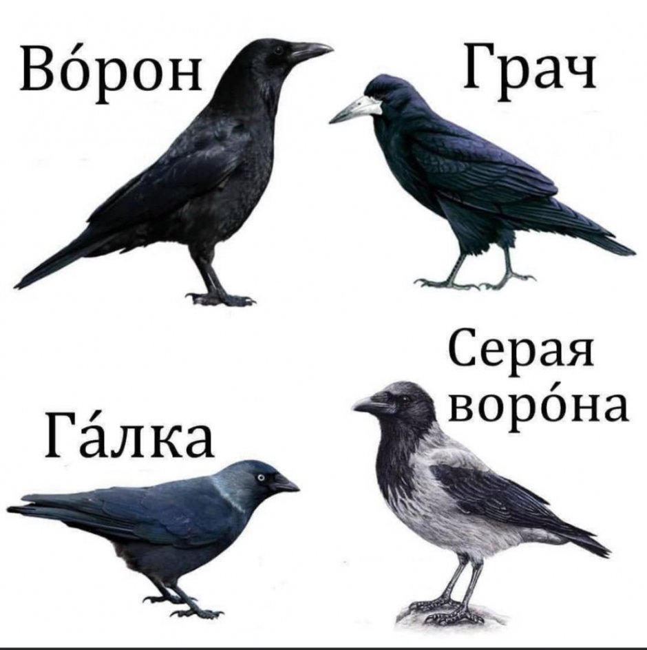 Птенец Грача
