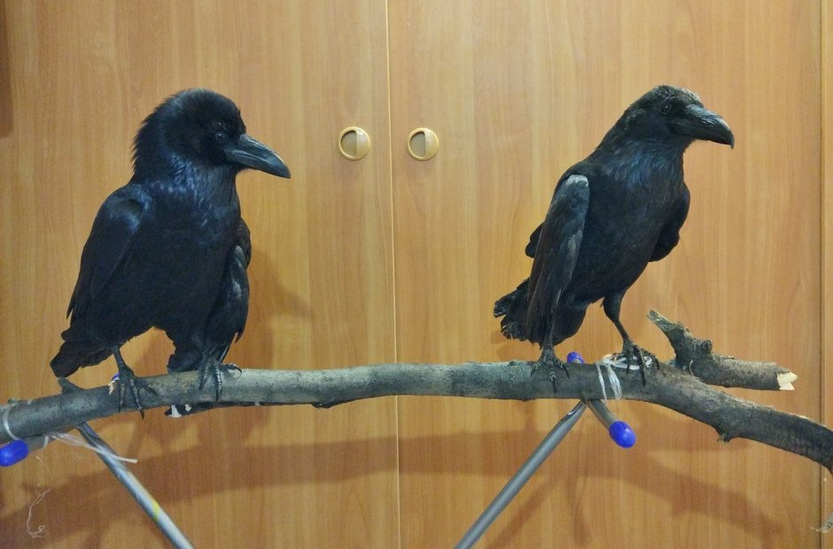 Вороний слеток