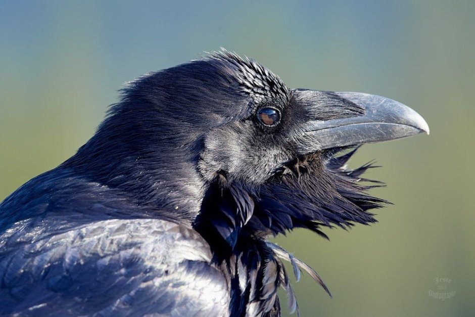 Черный ворон