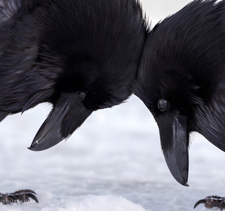 Два черных ворона