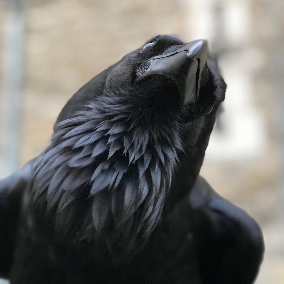 Шрамы Лаура Макабреску