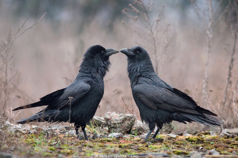 Грач самец и самка