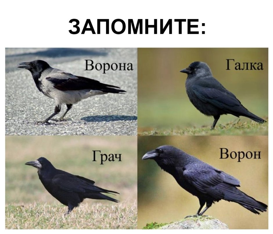 Галка ворона Грач отличия