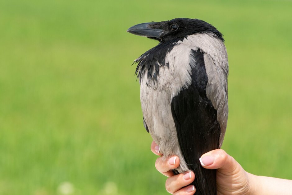 Серая ворона самец