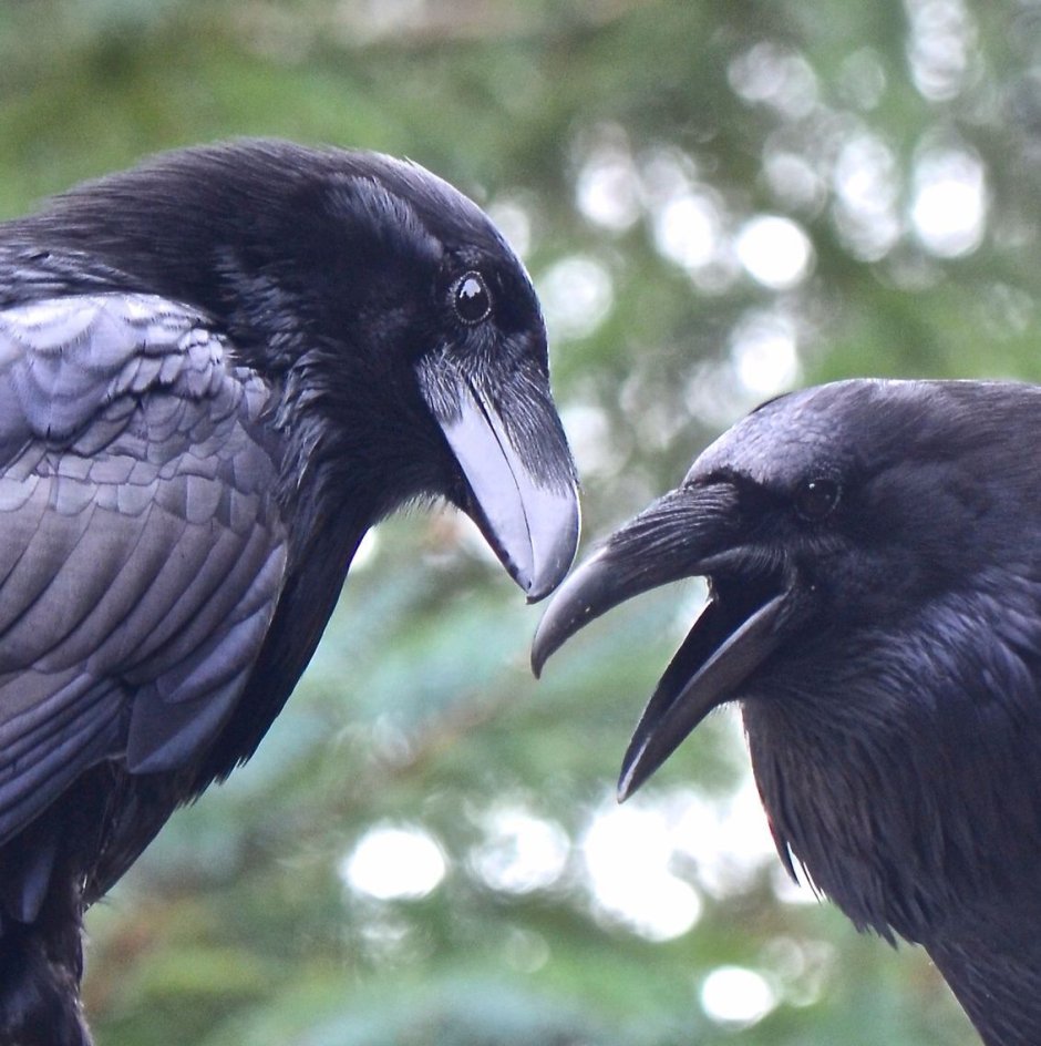 Две вороны птицы картинки