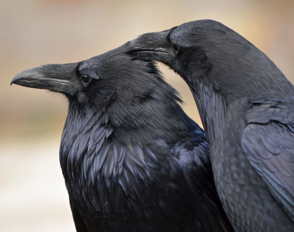 Ворониха самка ворона