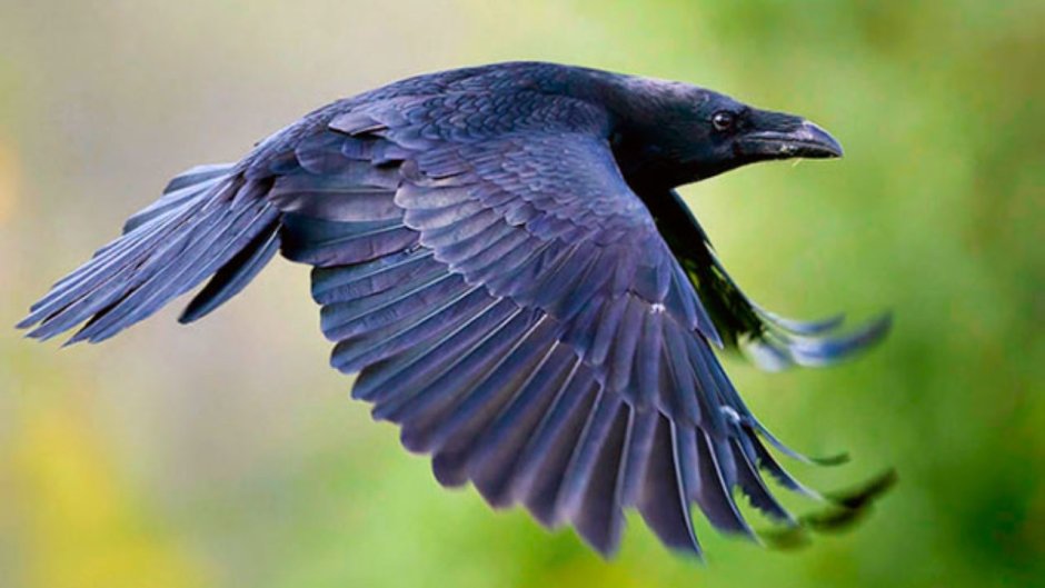 Девушка с вороном