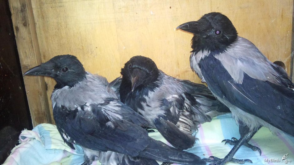 Ворона Галка Грач разница