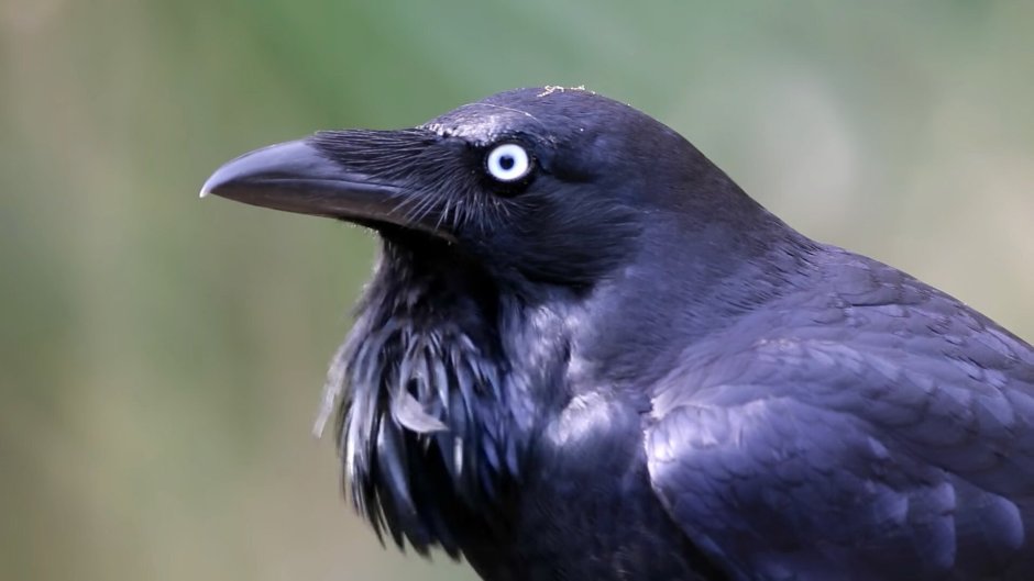 Серая ворона самец и самка отличия