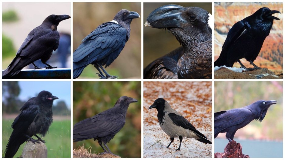 Джунглевая ворона