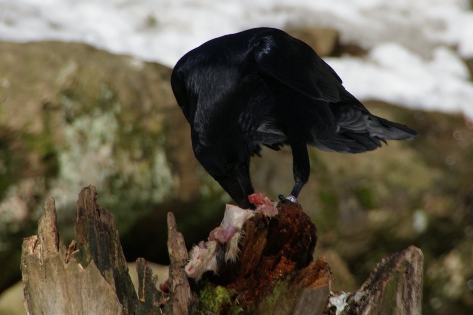 Половые органы серой вороны самца