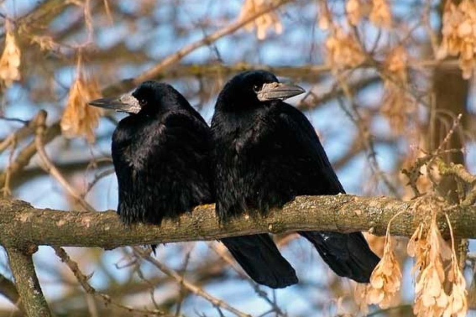 Серая ворона Мем