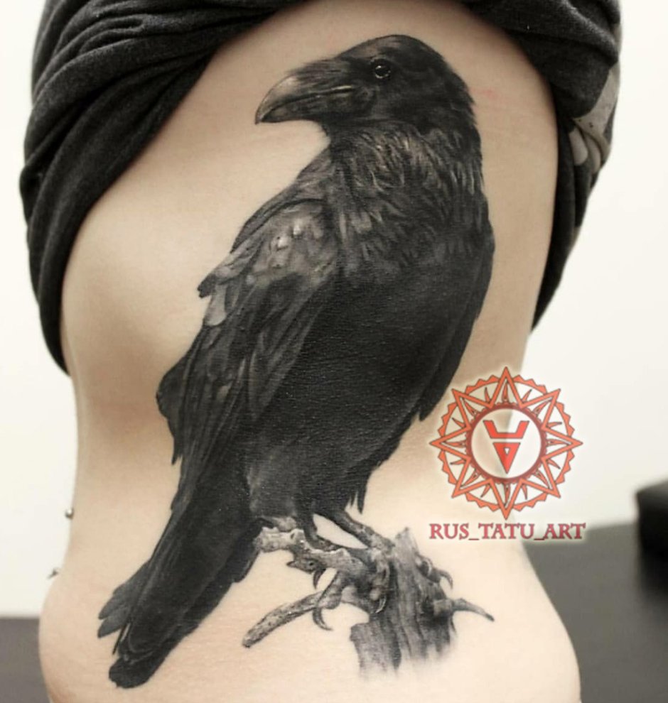 Ворон самец