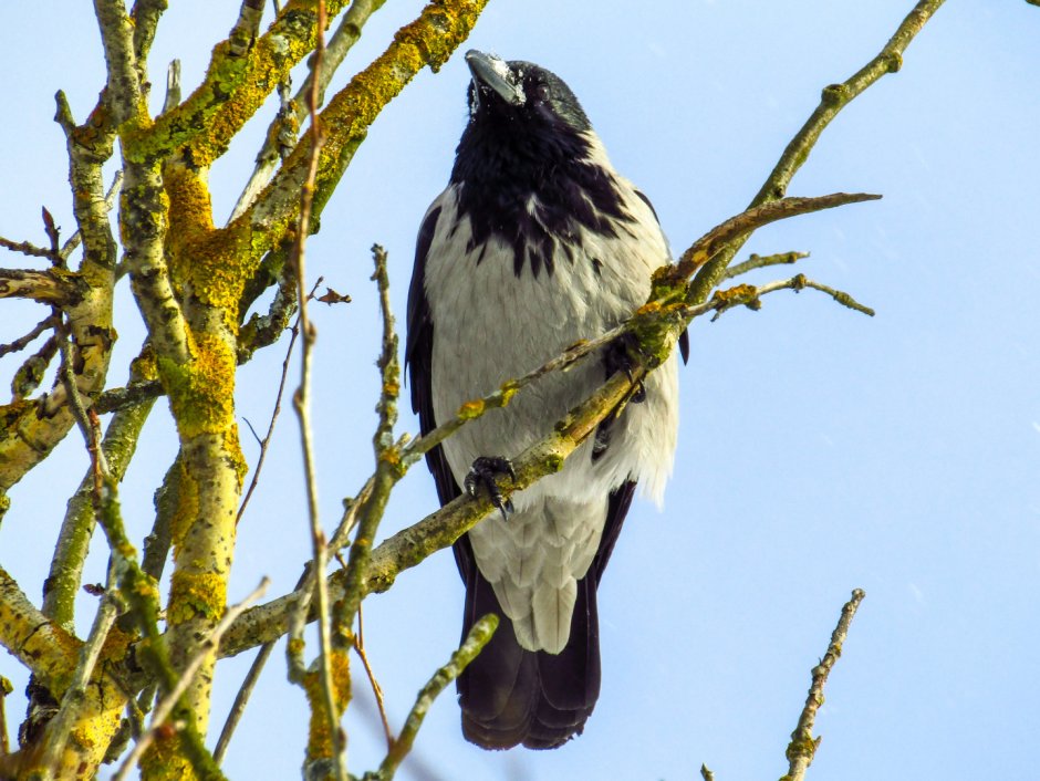 Австралийская ворона