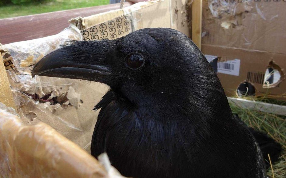 Ворон обыкновенный из фильма