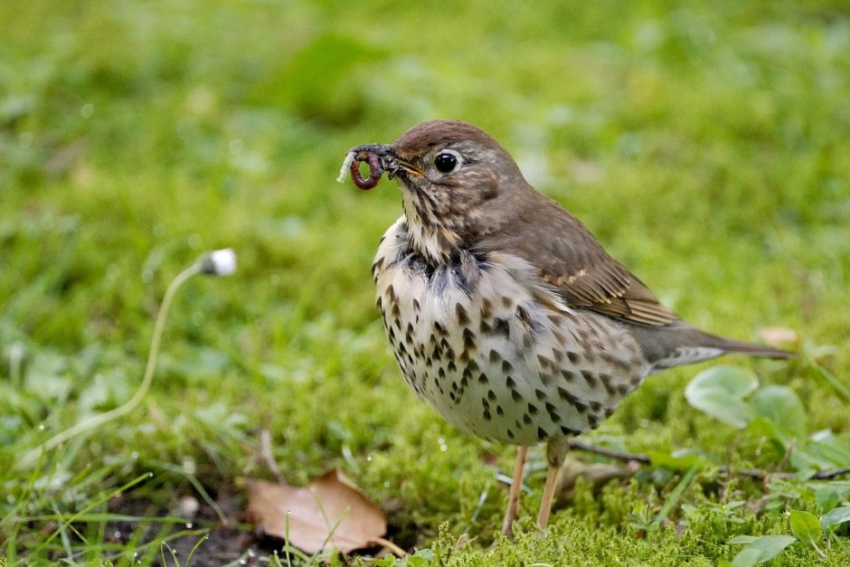 Дрозд-деряба (turdus viscivorus)