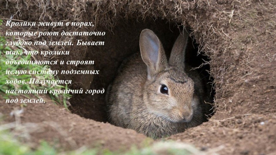 Дикие кролики в природе Норы