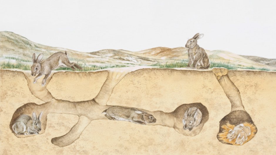 Картинки для детей Rabbit is hiding