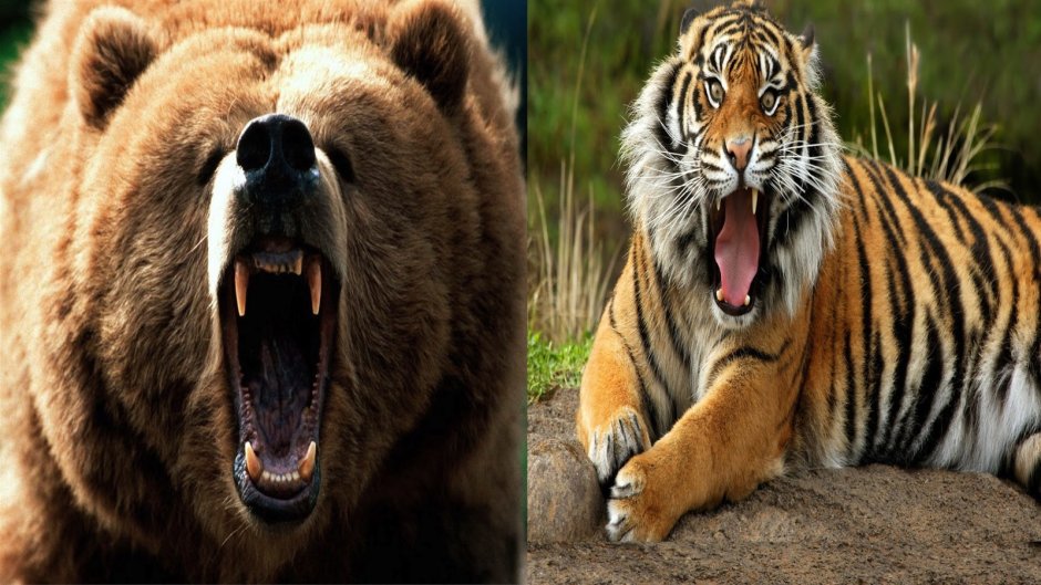Tiger vs Tiger Bear