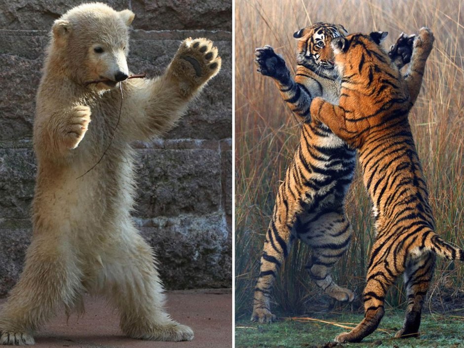 Siberian Tiger vs Grizzly Bear