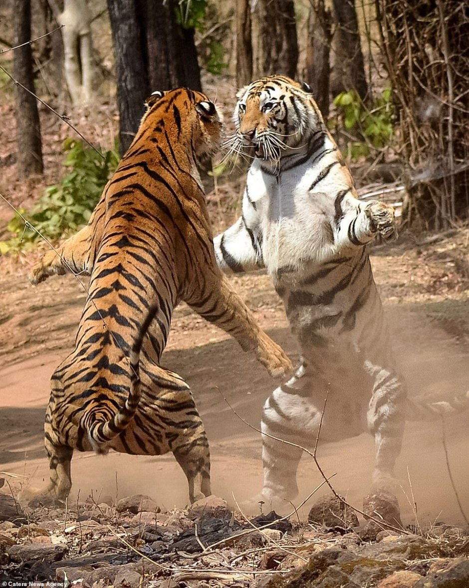 Амур и Тимур