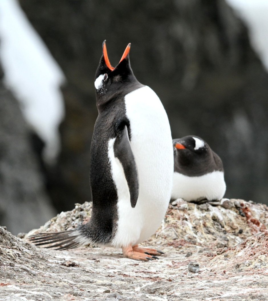 New York Penguins