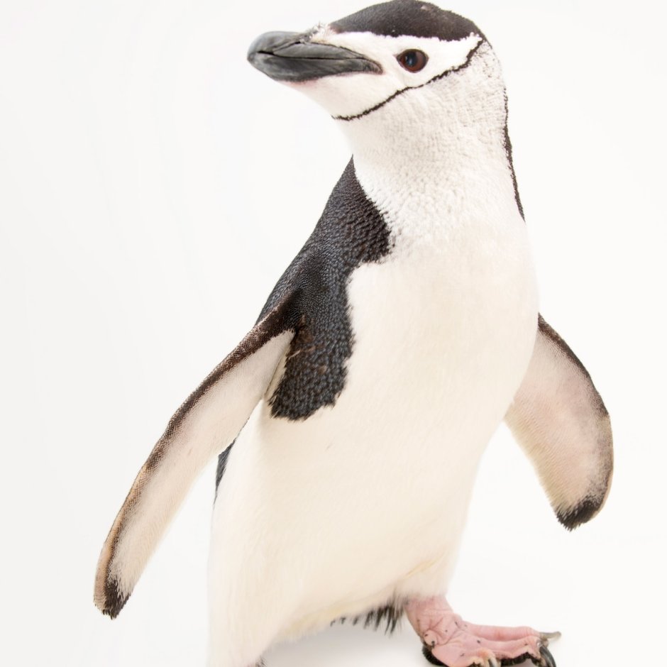 Pygoscelis antarcticus