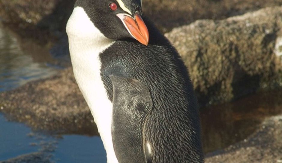 Chinstrap Penguin