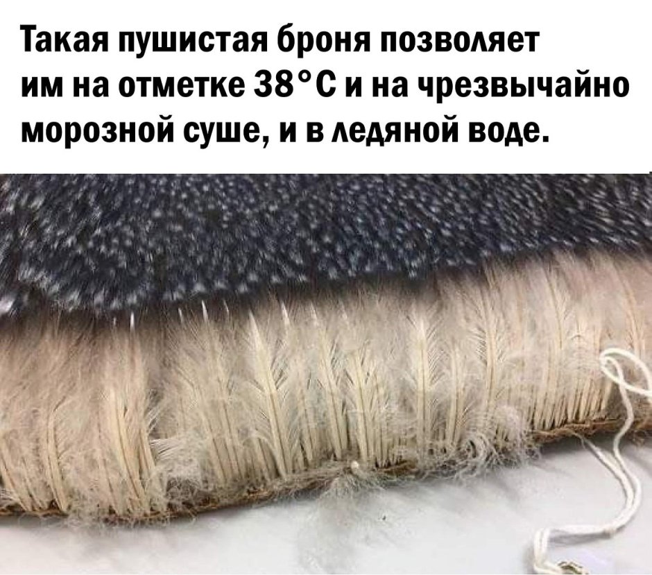 Перья пингвина