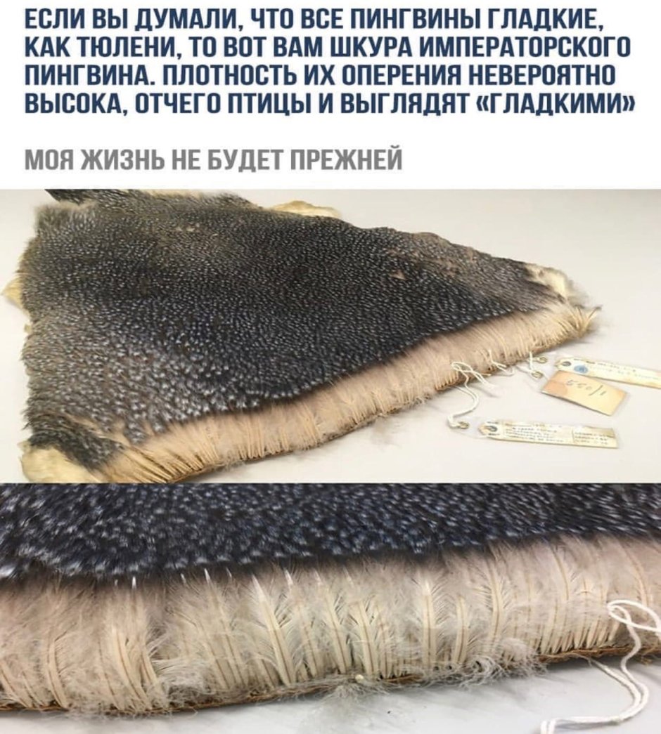 Шкура пингвина в разрезе