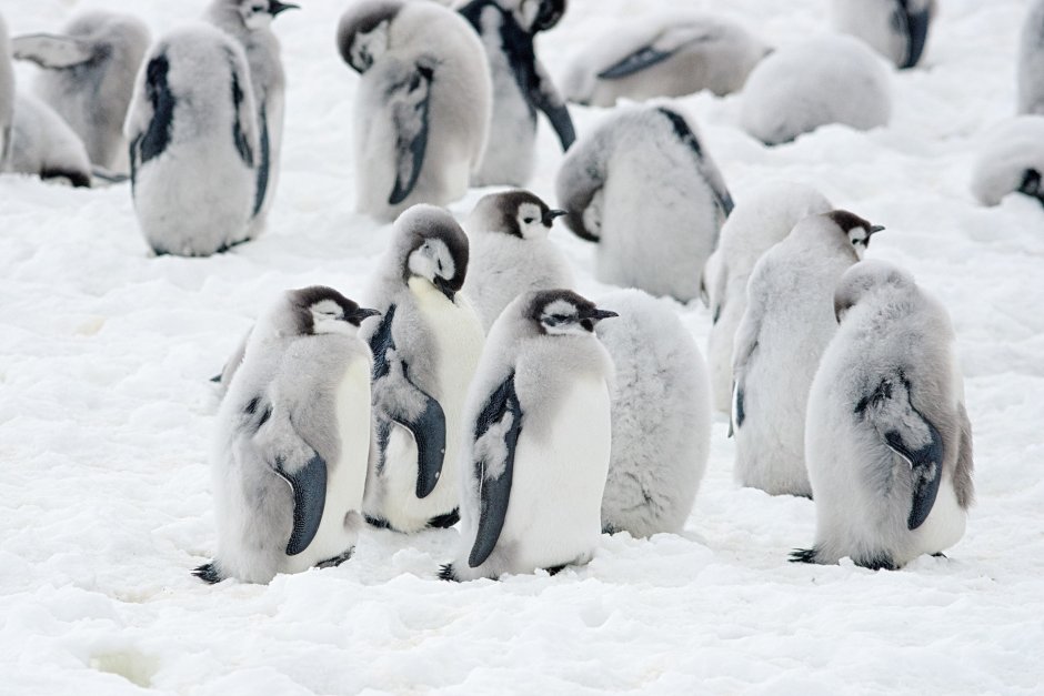 Penguin Sounds