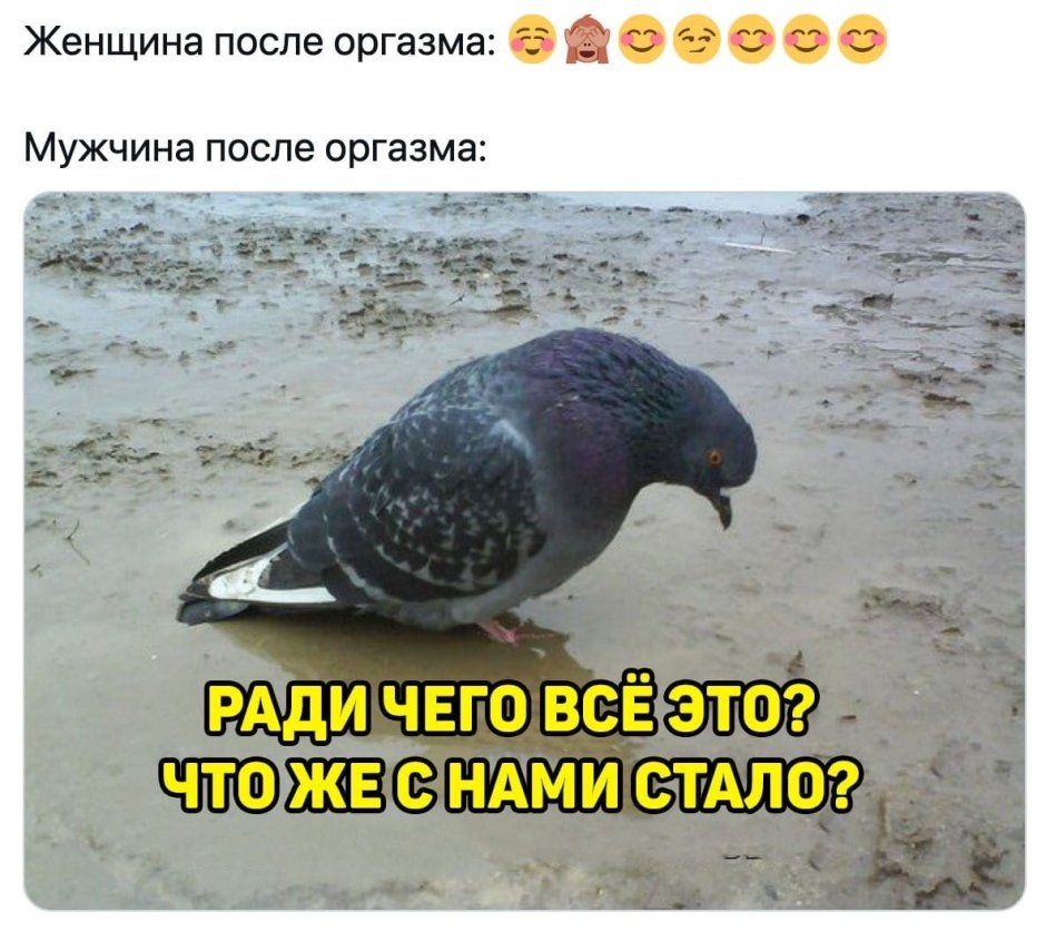 Почтовый голубь смешной