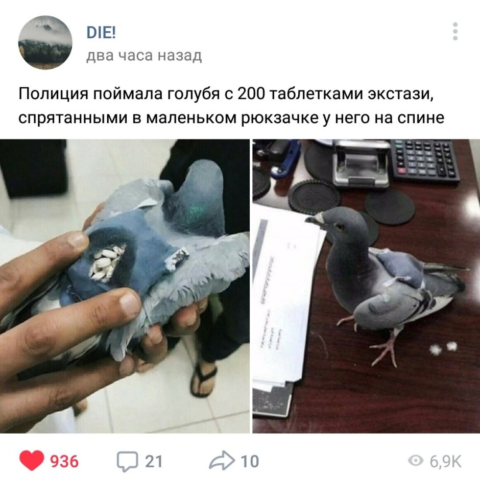 Голубь сидит