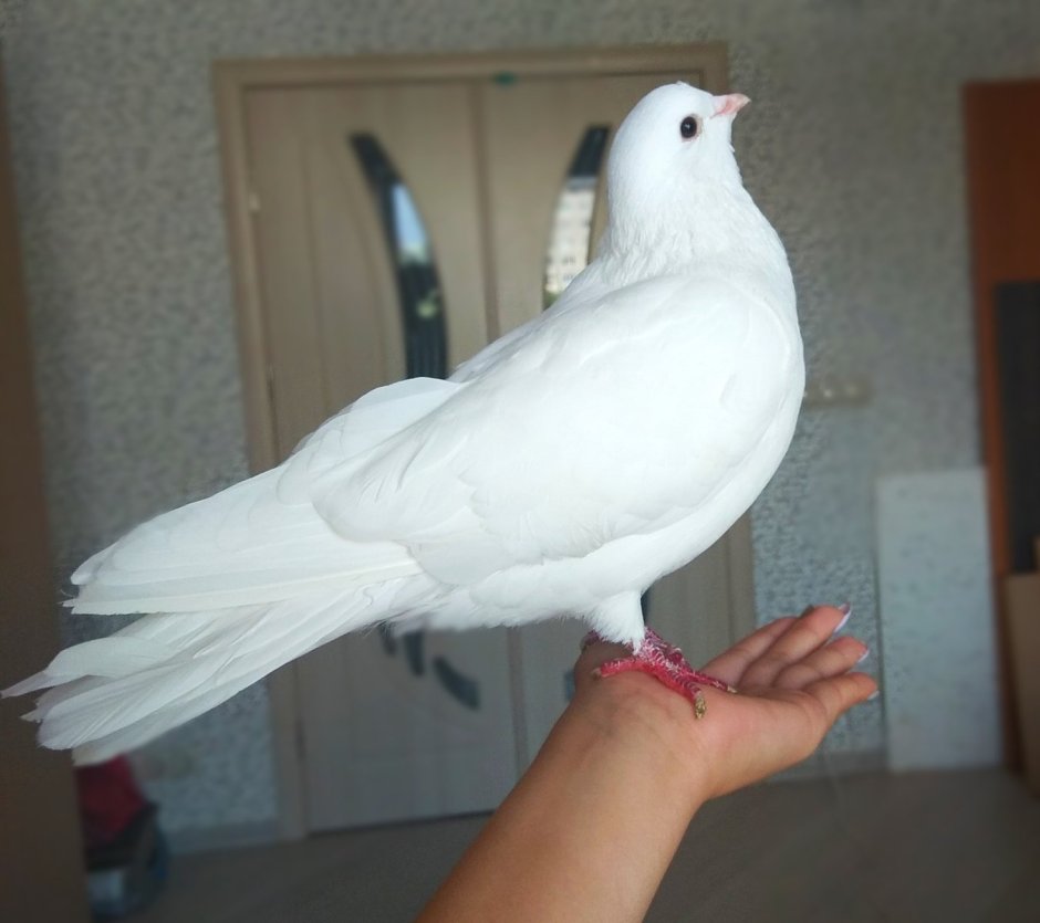 Голубь с рюкзачком