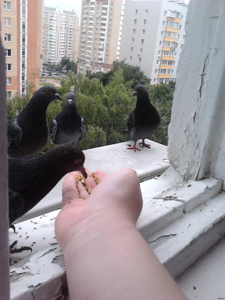 Голубь STL