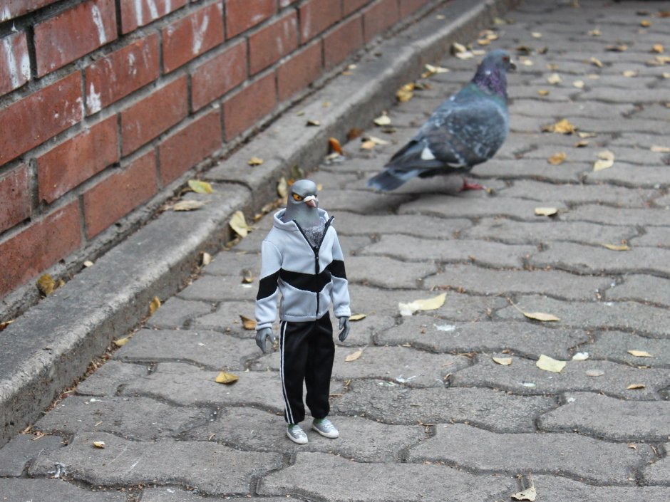 Голубь с прической