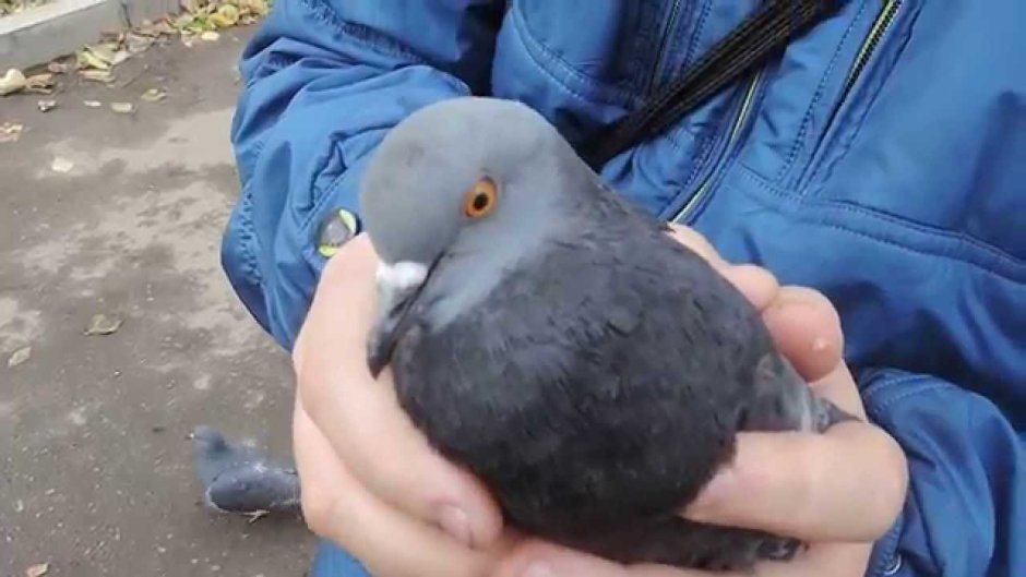 Животные в деловых костюмах