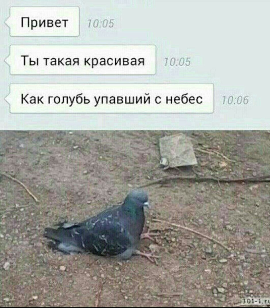 Голубь в руках