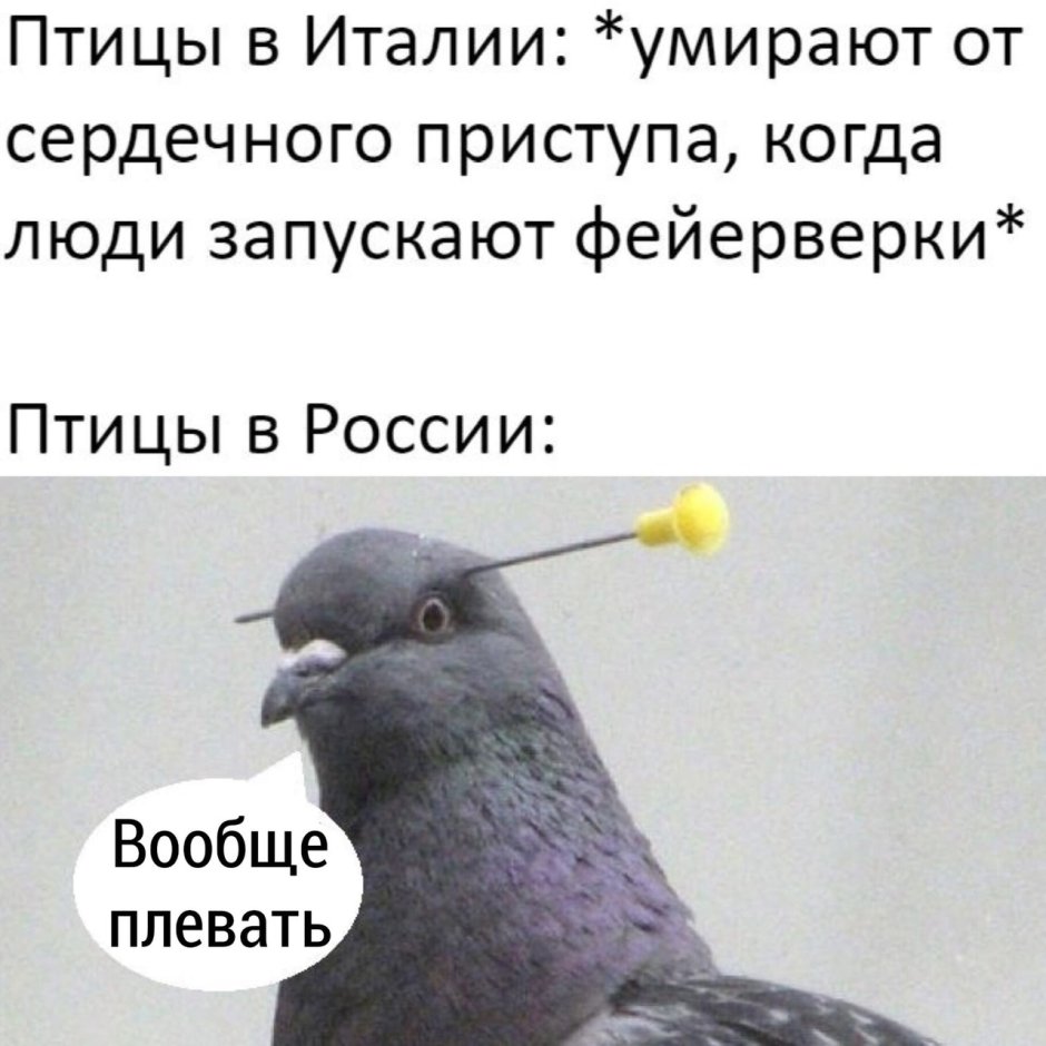 Ручная Горлица