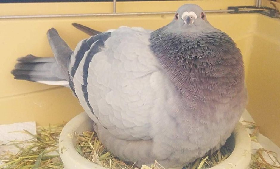Голубь в штанишках