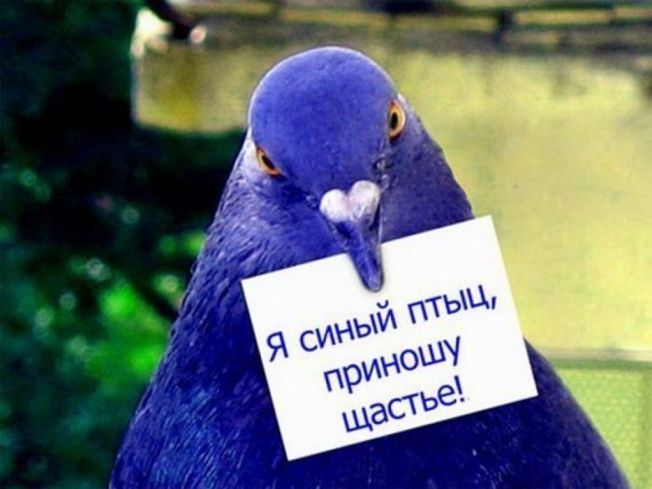 Гуль гуль гуль гуль гуль гуль