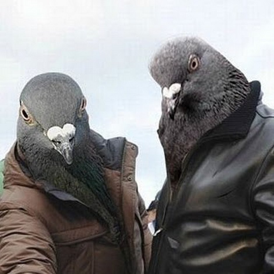 Фиксатор для голубей