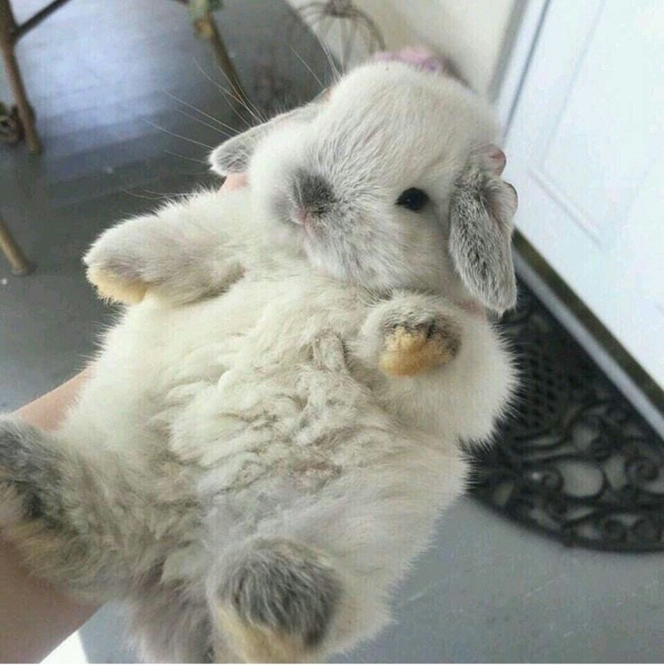 Щекастый кролик