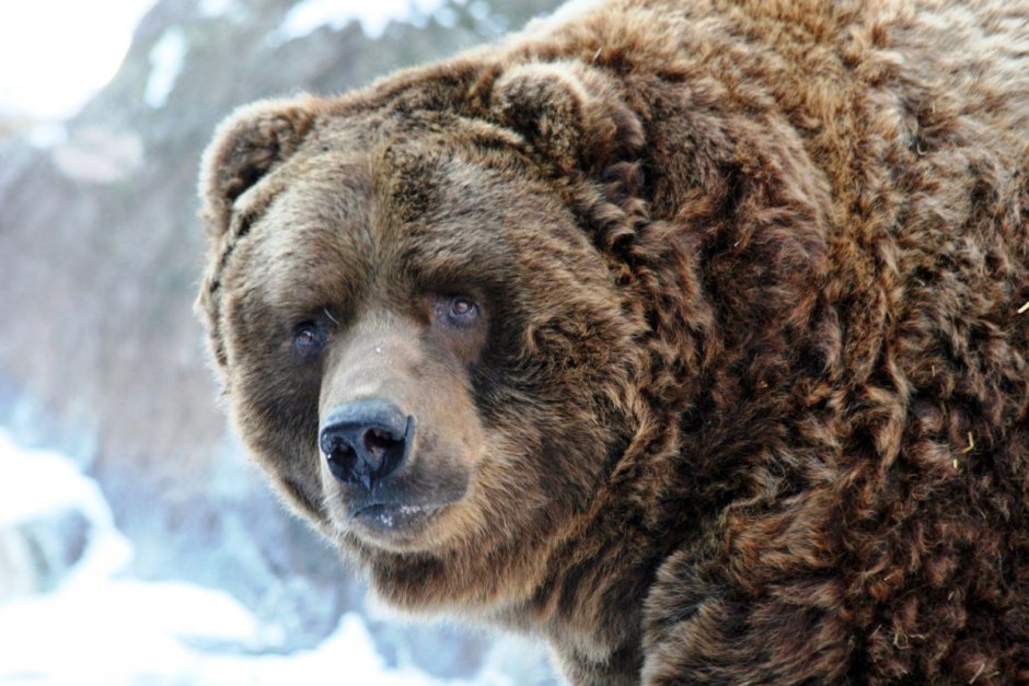 Медведь Кадьяк