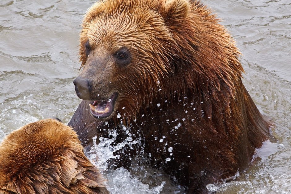 Ursus arctos middendorffi